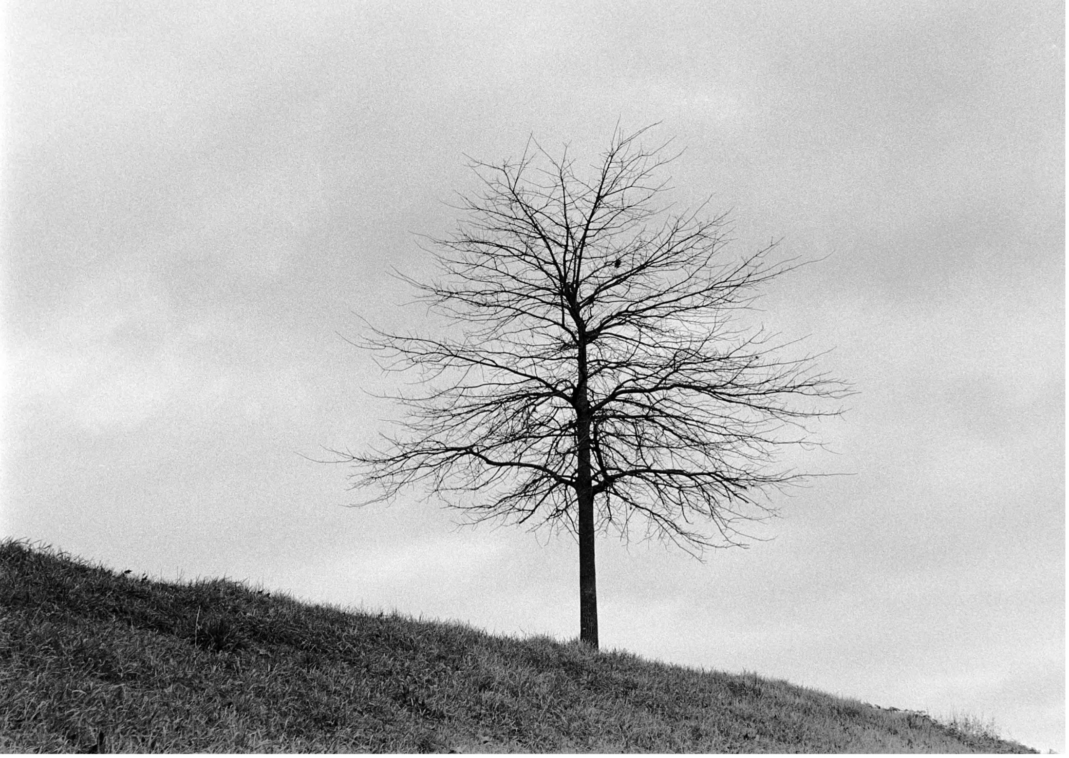 Lone tree (Pic: Hubregt Visser)