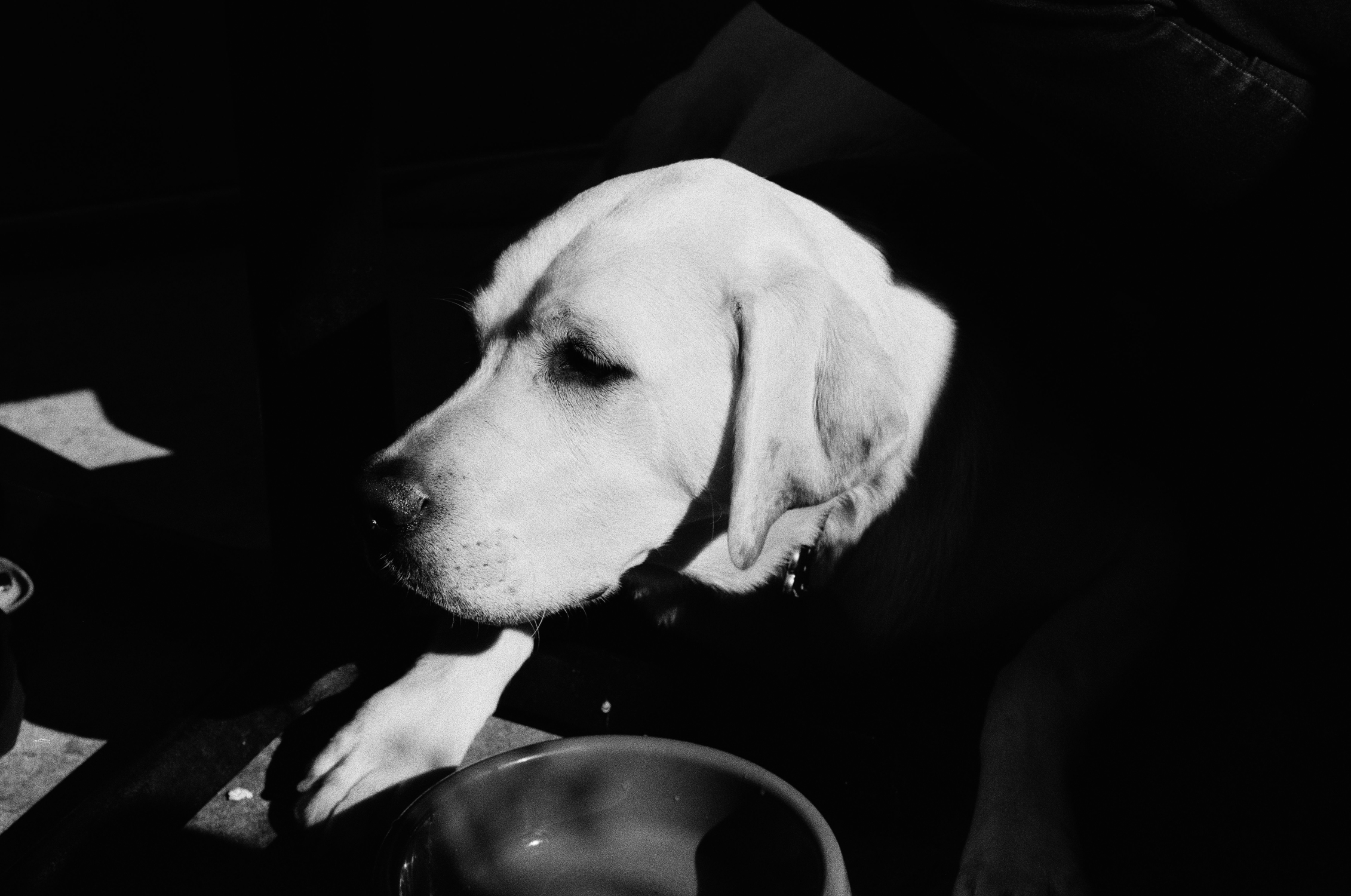 Dog in sunlight (Pic: Starla Little)
