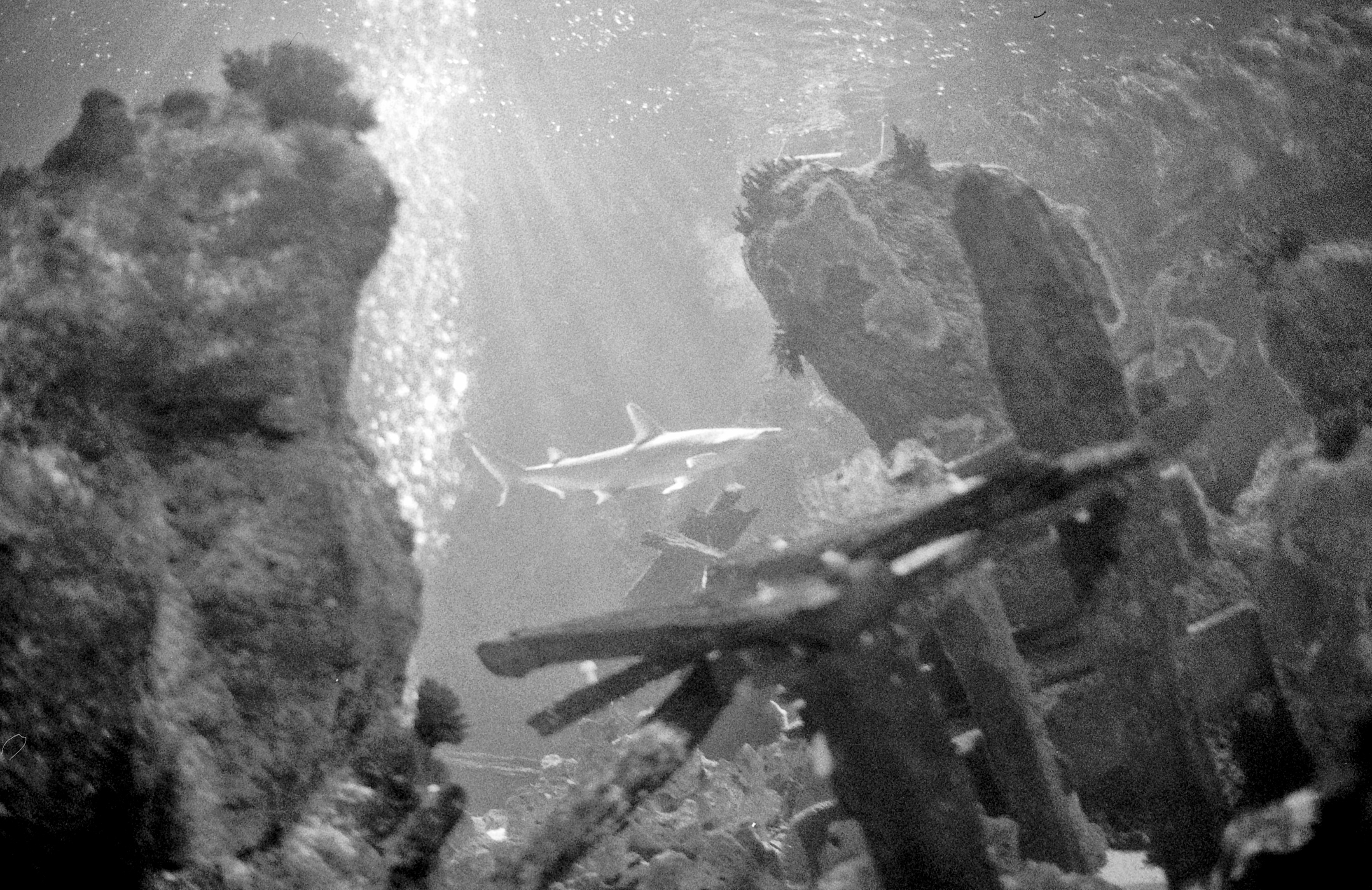 Shark behind rocks (Pic: Stephen Dowling)