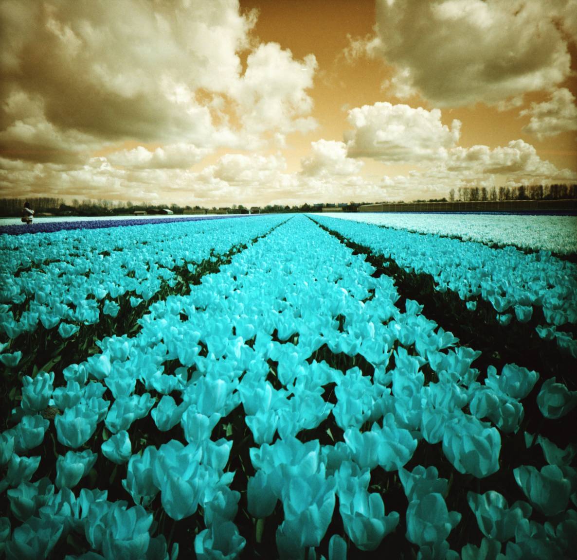 Field of flowers on Lomography Turqiuoise (Pic: Lomography)