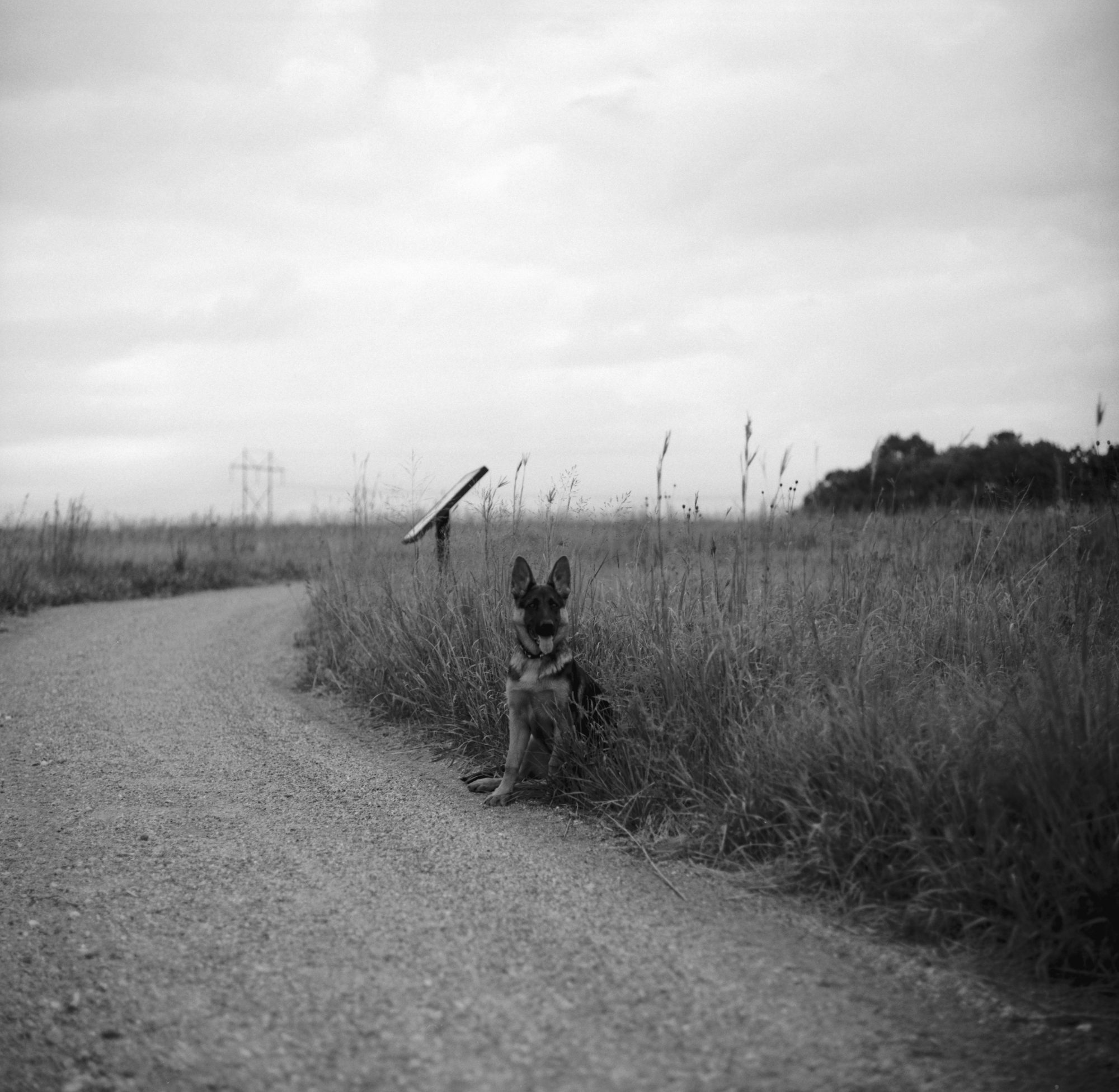 Dog on country road (Pic: Aleks Usovich)