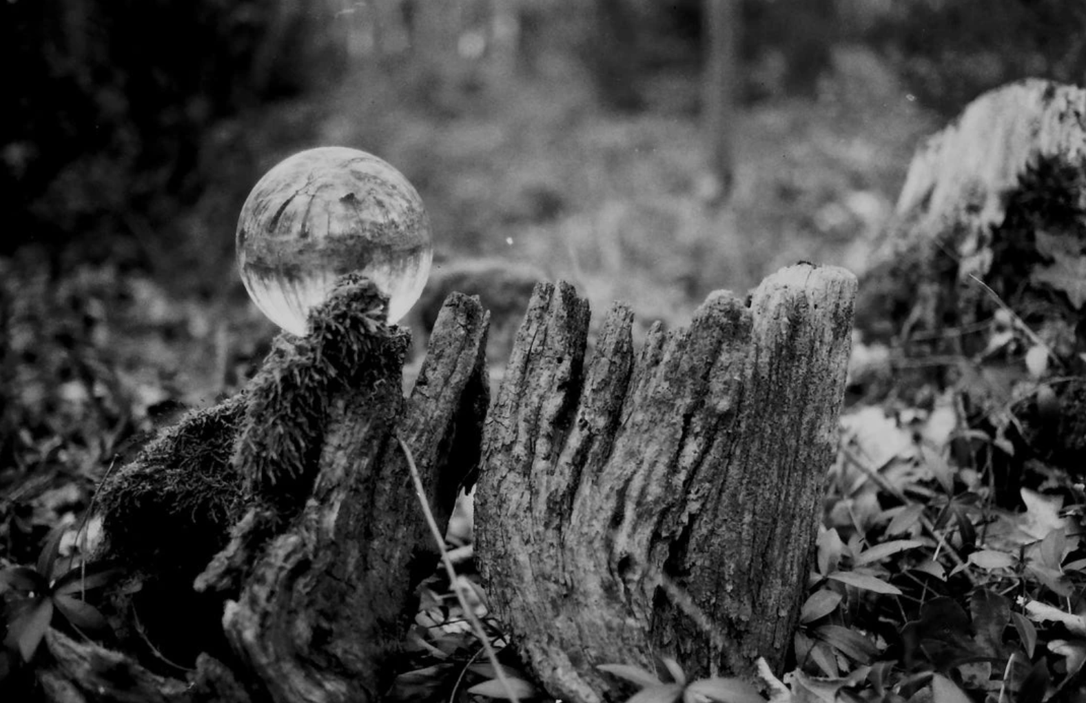 Glass orb in forest (Pic: ORWO)