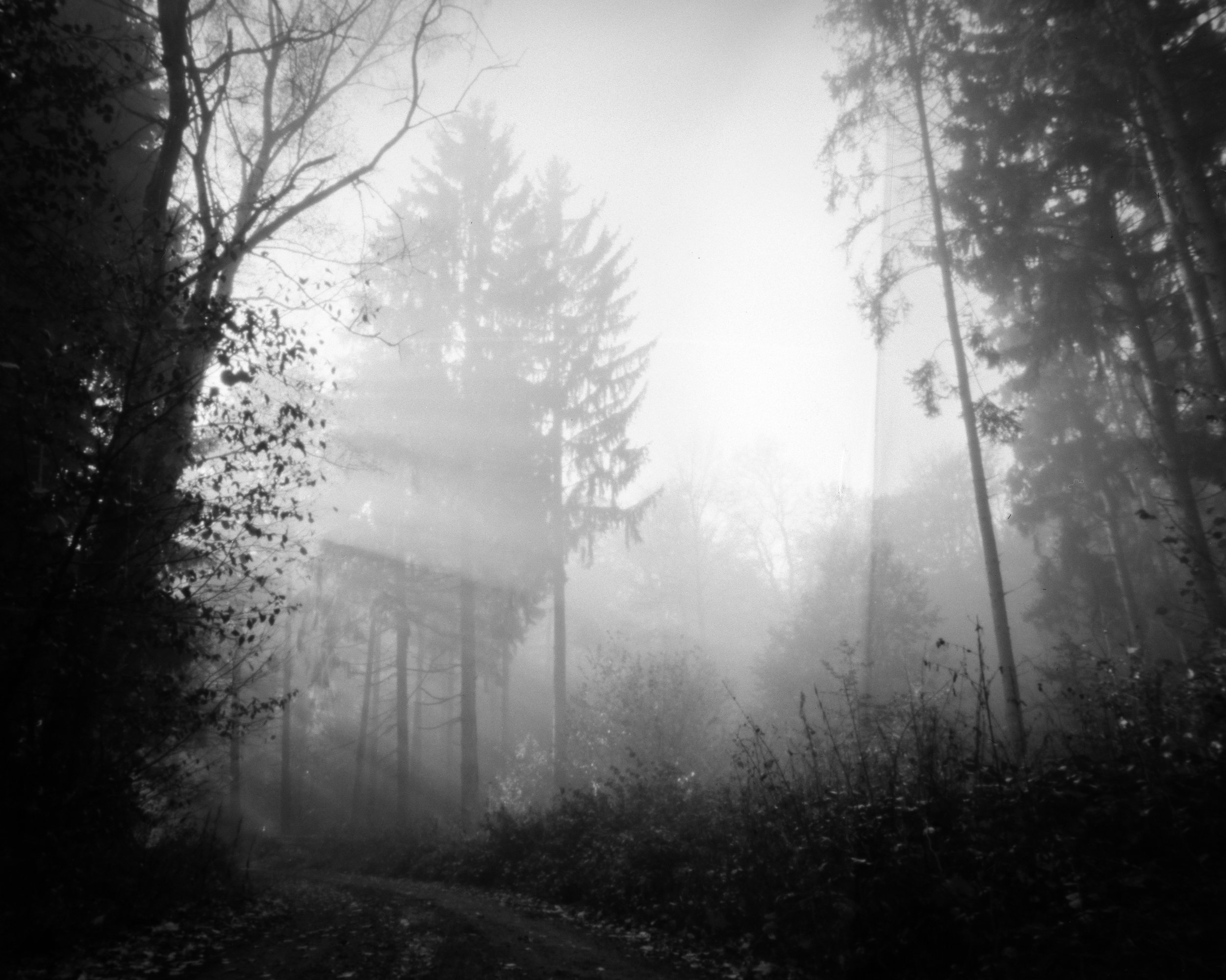Forest in misty light (Pic: Christoper J Osbourne)