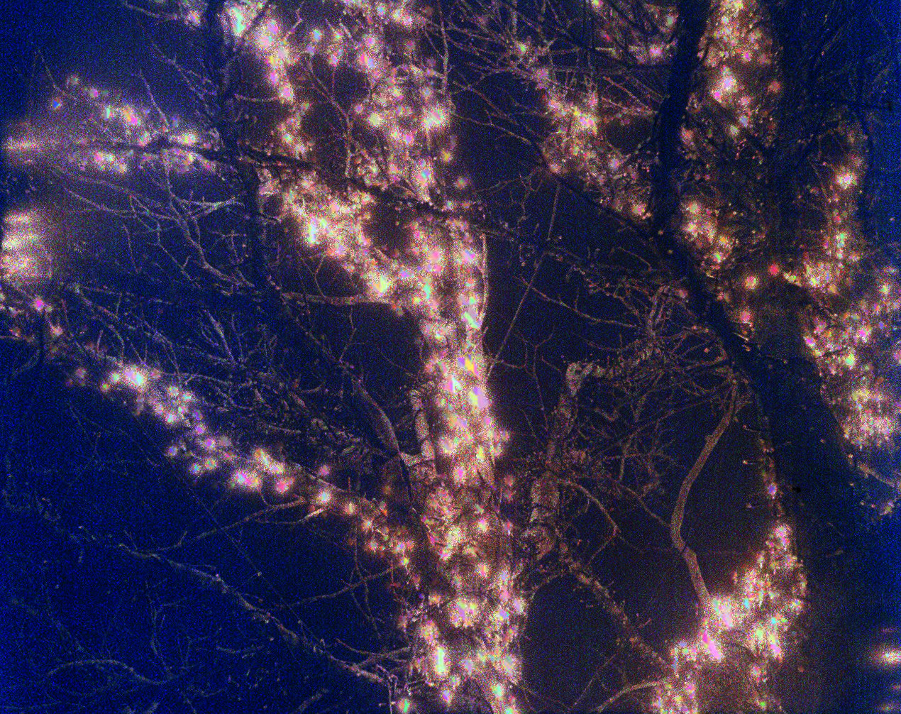 Fairy lights on tree (Pic: Tobias Eriksson)